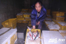 Thông tin rúng động về 8 tấn cá biển tồn kho ở Hà Tĩnh