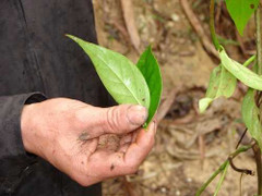 Vợ bỏ đi, chồng vào rừng tìm lá ngón tự tử