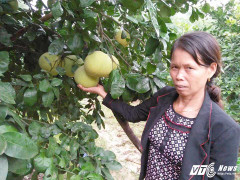 Bưởi Phúc Trạch 'đệ nhất danh quả' của huyện miền núi Hà Tĩnh