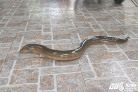 Bắt được lươn 'khủng' dài 1 mét trong lúc đi câu