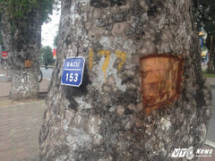 Hàng loạt cây xà cừ bị đục khoét trên phố Hà Nội
