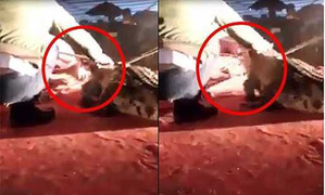 Diễn viên xiếc bị cá sấu cắn vào mặt, suýt mất mạng khi đang biểu diễn