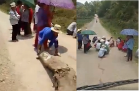 Video: Nhóm phụ nữ, trẻ em dựng lán chặn đường 'xin đểu' tiền lái xe chở lợn