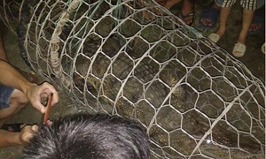 Bắt được cá sấu hơn 30kg trên sông Tích ở Hà Nội