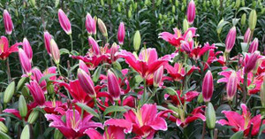 Cận Tết, hoa ly loạn giá