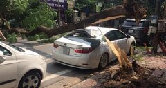 Cây phượng mục gốc đổ đè trúng xe Lexus tại Hà Nội