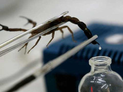 Những điều kỳ lạ khi biến nọc độc thành thuốc chữa bệnh