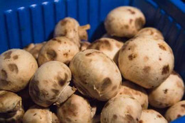 Đi mua nấm, nhìn thấy các dấu hiệu này thì tránh xa