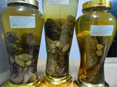 Giải mã công dụng của 'thần dược' vú nàng khiến đàn ông săn lùng