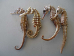 Giải mãi cá ngựa - 'thần dược sinh lý' cho cả quý ông, quý bà