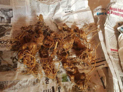 Chiêu trò ghim đinh, độn rêu trong củ sâm Ngọc Linh 'khủng' kiếm bộn tiền