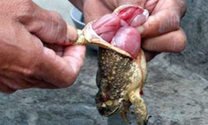 Ăn thịt cóc, hai vợ chồng tử vong