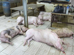 Bắt giữ 200 con heo bơm nước chuẩn bị giết mổ ở Sài Gòn