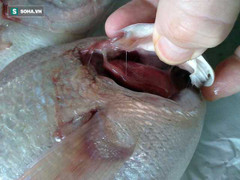 Tuyệt đối không mua 7 loại cá này về ăn