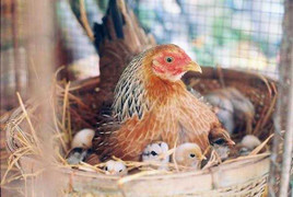 Sự thật vụ người phụ nữ chết sau khi bị gà mổ vào tay