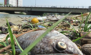 Video: Xác cá chết nổi trắng kênh Phú Lộc, Đà Nẵng