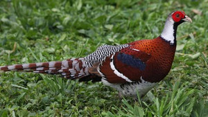 Giống gà lôi đặc biệt quý hiếm có gì lạ?