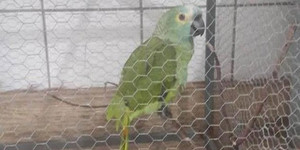 Video: Báo động 'cảnh sát' cho tội phạm, vẹt 'siêu cứng đầu' bị bỏ tù