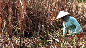 Video: Vì sao mía chết hàng loạt tại Phú Yên?