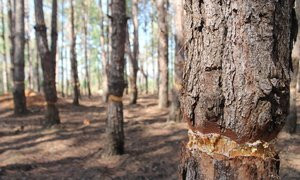 Video: Rừng thông 20 năm tuổi ở Gia Lai bị chặt phá chỉ còn trơ gốc