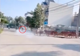 Clip: 'Quái xế' nẹt pô ầm ĩ, liền bị cả đàn bò truy đuổi