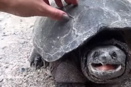 Clip: Cô gái suýt bị cắn khi cố sờ mai rùa để 'sống ảo'