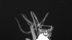 Hình ảnh hiếm về mực ống khổng lồ dài 4m đi săn mồi