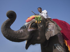 Clip: Voi bị ép đá bóng, chọc chảy máu tai trong lễ hội ở Nepal