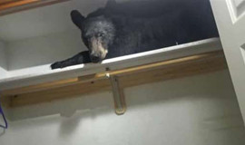 Video: Gấu đen làm khách không mời, ở lì trong tủ quần áo