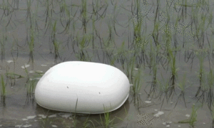 Robot vịt ngăn cỏ dại phát triển ở Nhật Bản