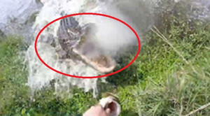 Clip: Thót tim khoảnh khắc người câu cá suýt thành mồi của cá sấu