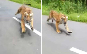 Clip: Người đi xe máy chạy trối chết khi bất ngờ bị hổ rượt đuổi bên đường