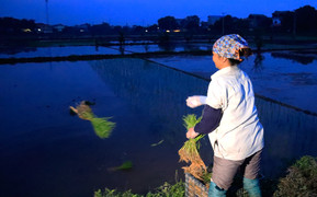 Nông dân Hà Nội cấy lúa từ sáng sớm để tránh nắng nóng