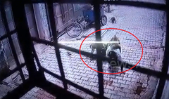 Clip: Bầy khỉ hung dữ tấn công, quật ngã người đàn ông