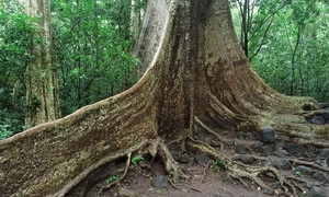 Video: Cận cảnh cây tung hơn 400 tuổi ở vườn quốc gia Nam Cát Tiên
