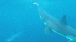 Clip: Cá mập trắng lao thẳng vào thợ lặn sau khi đớp trượt mồi