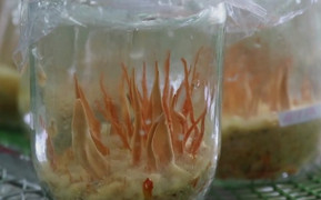 Video: Nuôi cấy đông trùng hạ thảo từ kén tằm bán giá 100 triệu đồng/kg