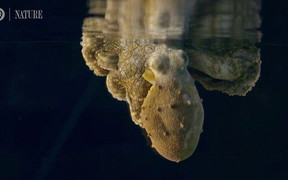 Kỳ lạ bạch tuộc thay đổi màu sắc liên tục khi nằm mơ