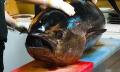 Video: Đầu bếp Hàn Quốc xẻ thịt cá ngừ 110 kg làm sashimi