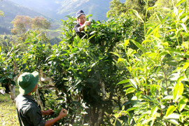 Video: Rừng chè shan tuyết cổ thụ hàng trăm năm tuổi ở Lào Cai