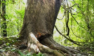 Video: Cây gõ 'bác Đồng' hơn 800 tuổi trong rừng Nam Cát Tiên