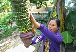 Video: Cận cảnh buồng chuối 350 nải ở Hà Tĩnh