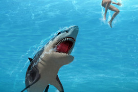 Clip: Cá mập trắng tấn công nhóm thợ lặn ngoài khơi Australia