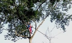 Video: Người phụ nữ trèo cây dổi cao hàng chục mét để thu hoạch quả