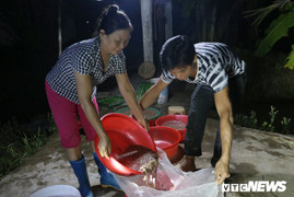 Video: Nông dân chong đèn thu hoạch rươi đầu mùa