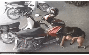 Clip: Người phụ nữ bắt trộm mèo rồi giấu trong váy tẩu thoát