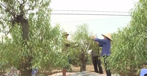 Video: Làng đào Nhật Tân rục rịch chuẩn bị Tết 2020
