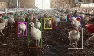 Video: Mục sở thị robot giám sát gia cầm tự động