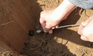 Video: Dân Quảng Nam bắt dế bằng lò xo theo cách không ai ngờ