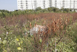 Nguyên nhân nào khiến hàng nghìn gốc đào tại Hà Nội bị vàng lá, chết khô trước Tết?